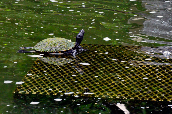 A turtle in a pond