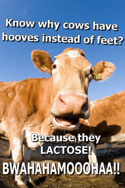 cow joke