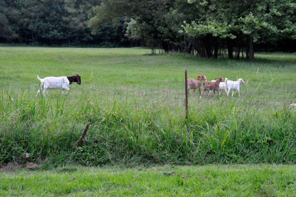 goats in the field