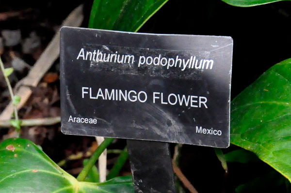 Flamingo Flower sign