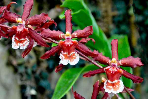 orchids at Daniel Stowe Botanical Garden