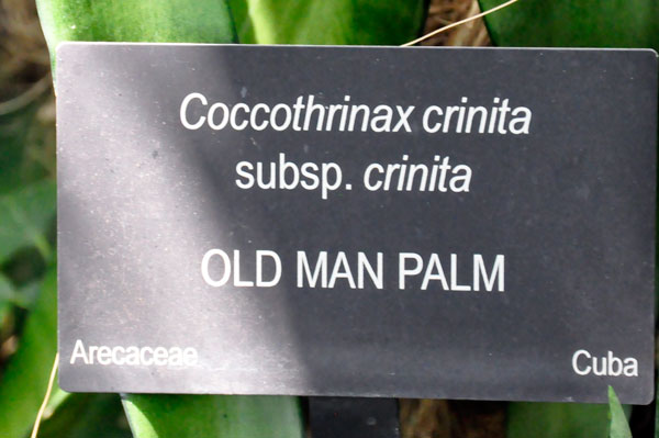 sign: Old Man Palm