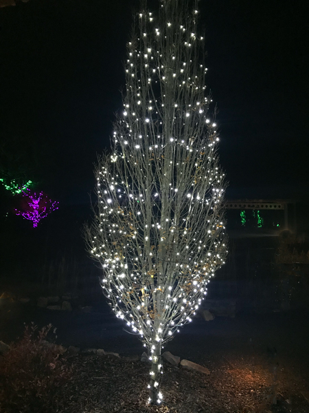 white lights on a tree