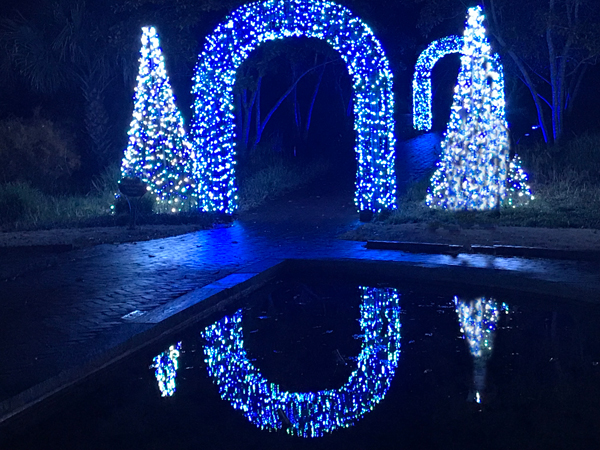 lighted Christmas display on real trees
