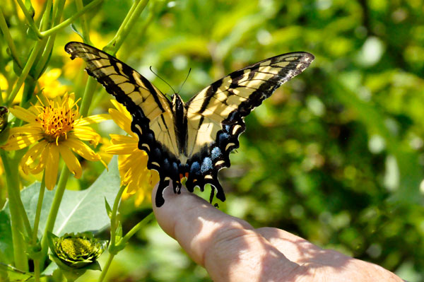 Eastern Tiger Swallowtail Buttefly on Lee's finger
