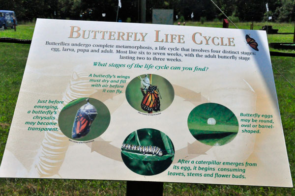 Butterfly Life Cycle sign