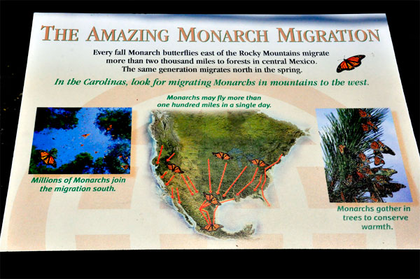monarch Migration sign