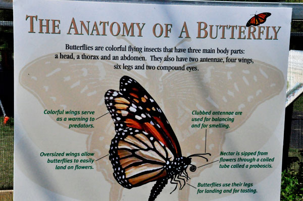 sign showing the anatomy of a butterfly