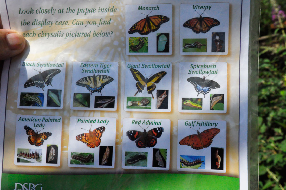 sign identifying various butterflies