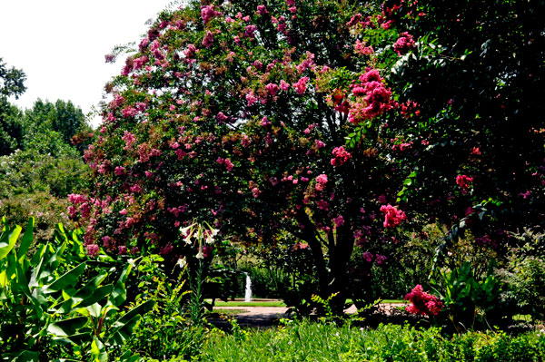 flowering tree and a water fountain