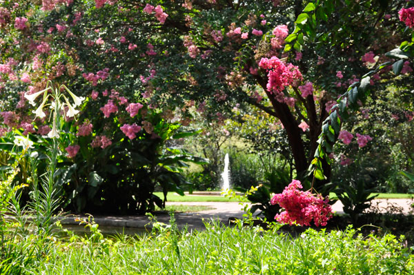 flowering tree and a water fountain