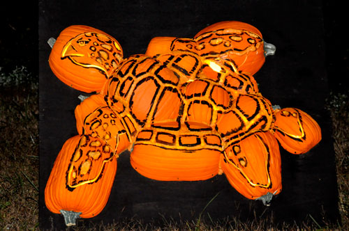 turtle pumpkin