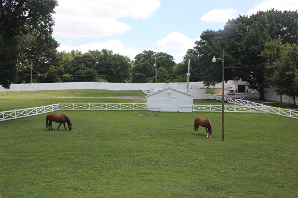 horses in the yard of Graceland