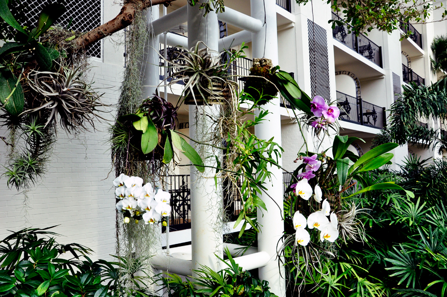 orchids growing inside the Gaylord Opryland Hotel