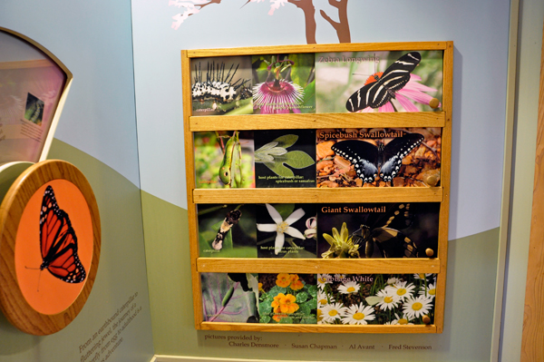 butterfly display