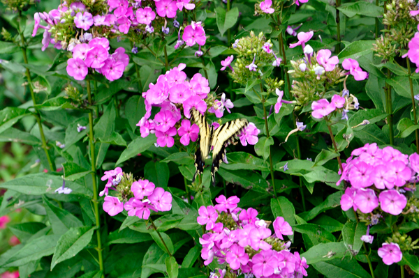 flowers and a butterfly