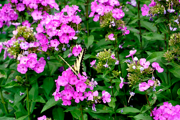 flowers and a butterfly