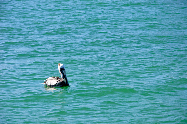 pelican at Venture Out