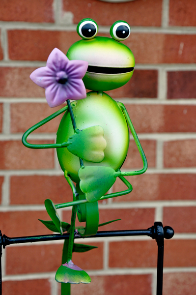 an adoreable frog