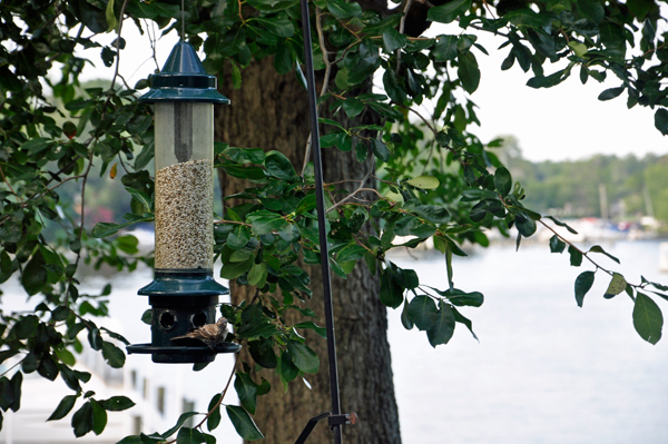 Birds enjoying a snack
