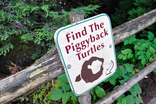 Find the Piggyback Turtles sign