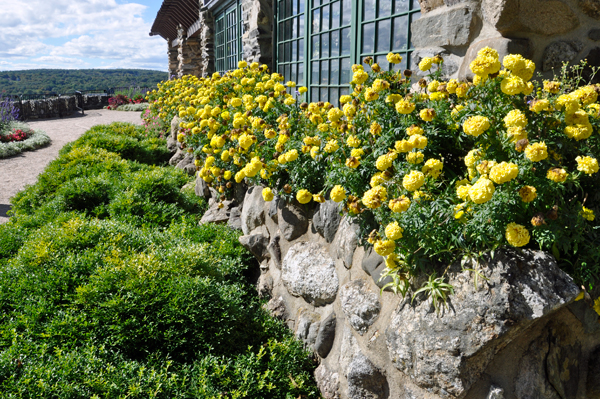 floweres behind Gillette's Castle