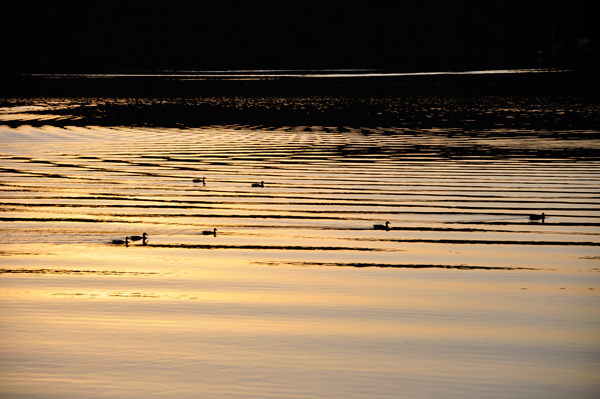 ducks on Mossup Lake