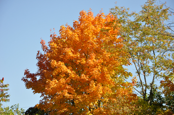 a tree with nice orange colors