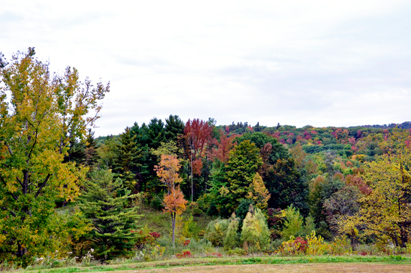 fall foliage on Jacob's Ladder Scenic Byway
