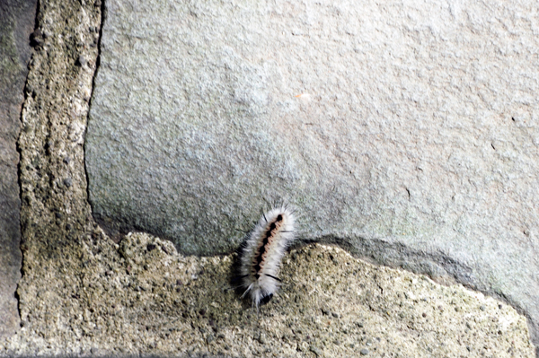 A caterpillar on the stairs