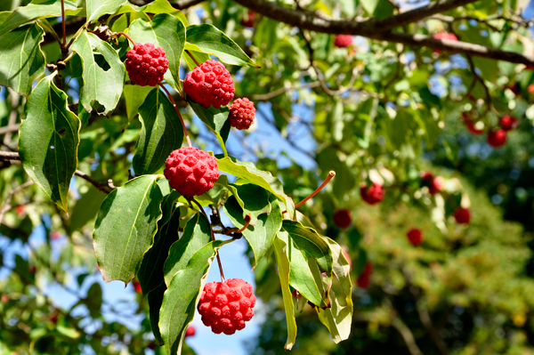 Kousa Dogwood tree and berries