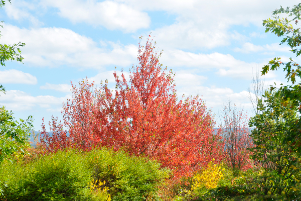 fall foliage in Pennsylvania 