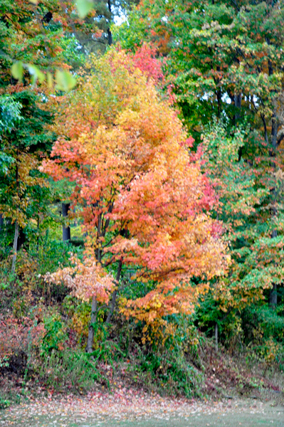 a colorful tree at River Beach Campsites