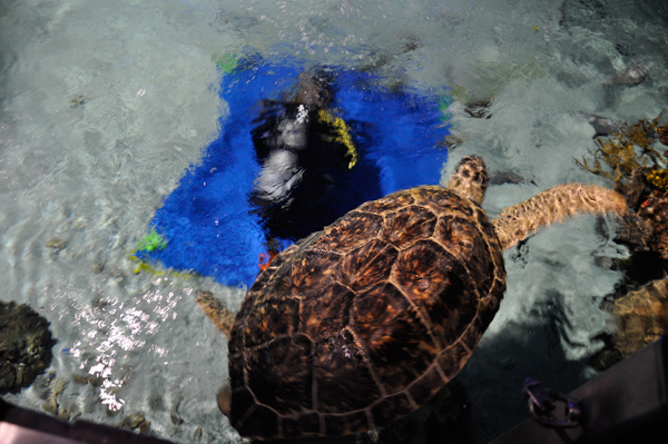 diver feeding turtle