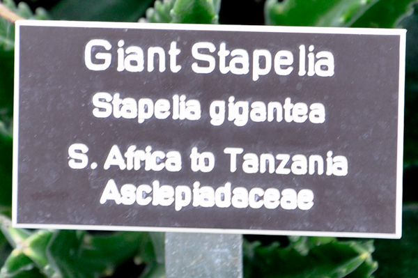 Giant Stapelia sign