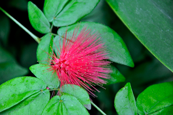 spiny red flower