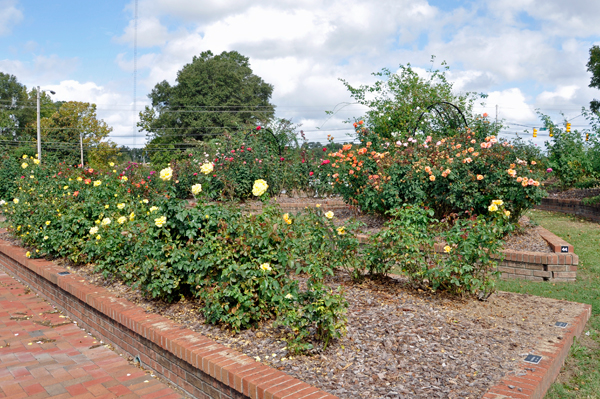 roses at the Wilson Rose Garden