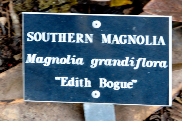 Southern Magnolia tree sign