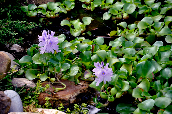 Lilly Pond flowers
