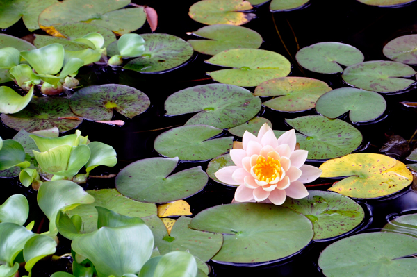 Lilly Pond flower