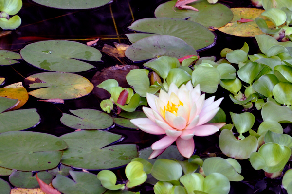 Lilly Pond flower