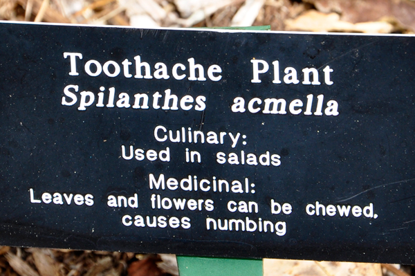 Toothache plant sign