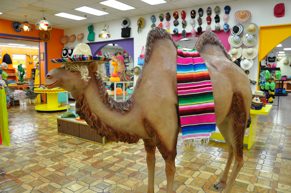 camel in a Mexican hat