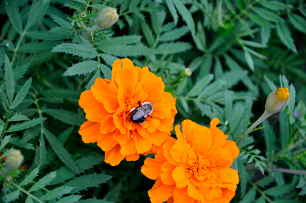 flowers and bee