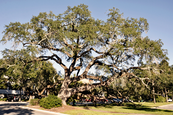 a big live oak tree