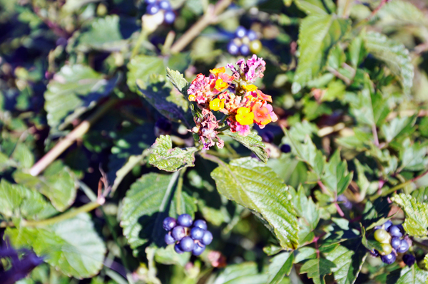 flowers and berries