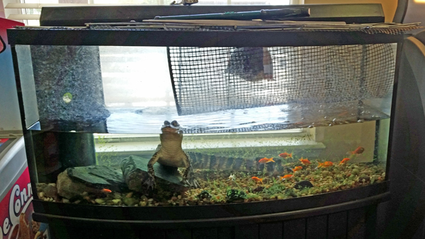 aquarium in office with fish and fake alligator