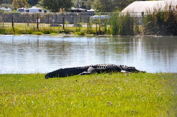 a big alligator