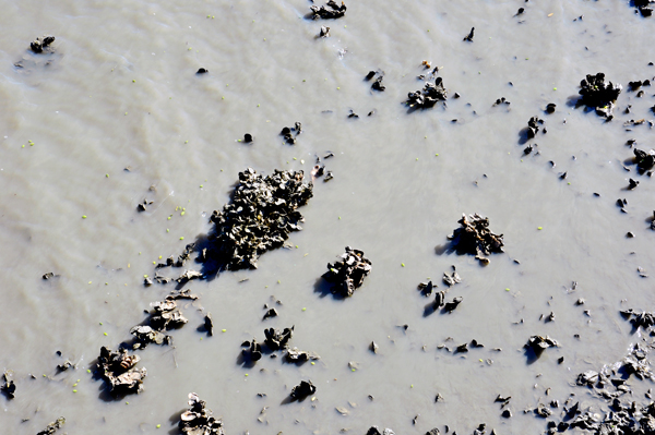 oyster shells in the mud