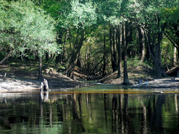 Suwannee River in Mayo, FL and a spring